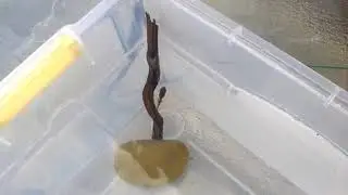 Tadpole setup video