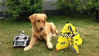 E-Flite UMX Hyper Taxi teasing the dog of video
