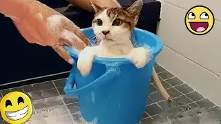 Hilarious Animals Funny MOMENTS 🤣 FUNNY DOGS and CATS VIDEOS 2025😺🐾😊 CUTE kittens
