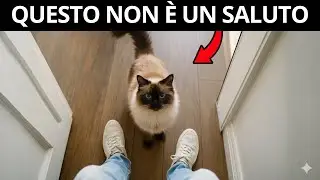 Se il tuo gatto ti accoglie alla porta, sta cercando di dirti questo…