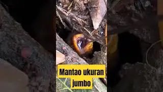 mantap ukuran belut jumbo#mancingbelutbabon#mancingbelut#mancingdisungai#mancingbelutpurba