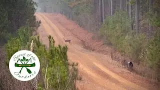 Вижу несколько самок оленя во время охоты.
