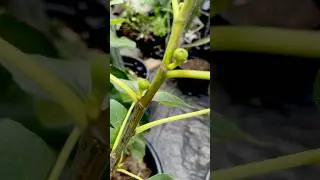 GROWING FIGS! #paulstingray #figtree