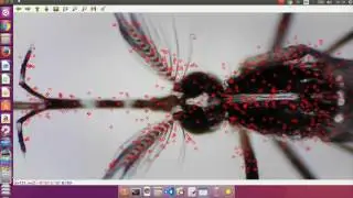 Mosquitoes: Sex and Species Recognition using Python