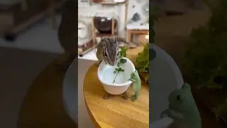 勧められた水を素直に飲むこのはさん🐿️