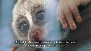 The Cute Animal with a Deadly Secret: Meet the Slow Loris! 🦥💀