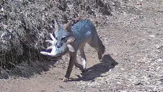 Idiosyncrasies of backyard wildlife in the Sierra foothills of Northern California