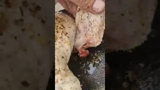 Chicken with a broken wing as a result of a Predator