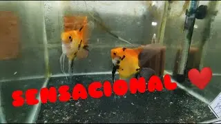 CONHECI UMA LINDA ESTUFA DE PEIXES EM SP