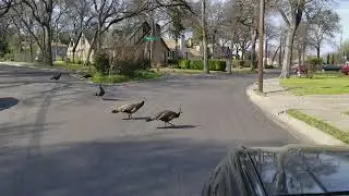 That time when I got #lost trying to find a #shortcut to the #dallaszoo. #peacock #hood