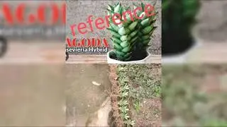 #liveplant #agave#cactusgarden #sansevieriagarden #snakeplant for order whatsapp 9661092747