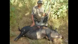 big boar shot at the nt 2014 this scene may offend some viewers