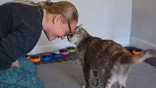 Cat Learns to Talk Using Buttons&mdash;But One Word Changes Everything