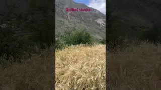 Harvesting crops by old method in village