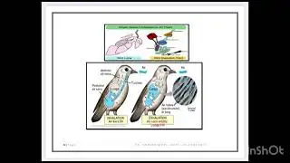 B.Sc III Semester || Zoology || Flight Adaption in Birds || पक्षियों में उड़ान अनुकूलन