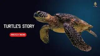 Motivational Speech | Turtle Story | Motive Life