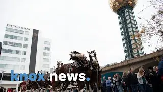 Budweiser Clydesdales visit Knoxville to announce 40th anniversary of World's Fair