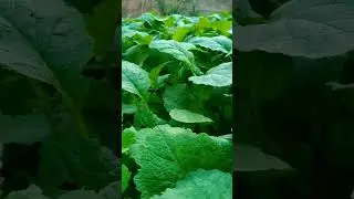 Mustard saag ready to harvest 😮