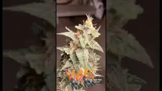 Critical + 2.0 autoflower
