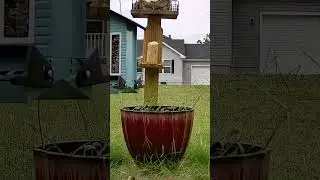 Squirrel gets up close #birdslover  #birdwatchinglife #birdenthusiast