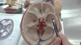 Kranial Sin&uuml;sler