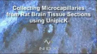 Collecting Microcapillaries from Rat Brain Using UnipicK