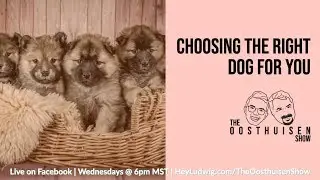 S1 Ep 8: Which dog is RIGHT for you?