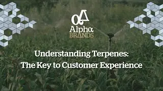 Understanding Terpenes: The Key to Customer Experience - Alpha Brands