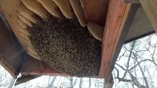 Honey bee removal and relocation