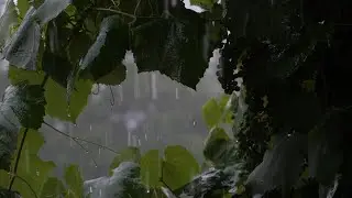 Rain on Leaves in the Forest 🌲 | Calm Sleep Sounds (8 Hours)