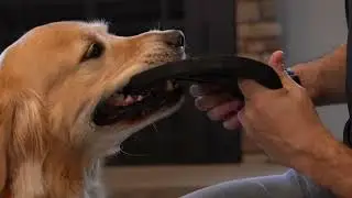 Pet Toy Product Video Production | Power House Dog Toys Marketing Video