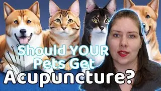 Debunking the Myths: The Science Behind Acupuncture in Animals | A Veterinarian Explains