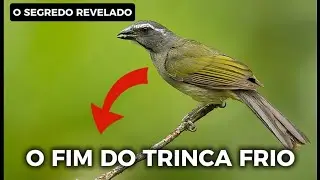 Desbloqueie o Poder do Fogueamento com o Método SECRETO dos Campeões