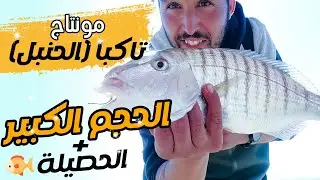 صيد السمك الحنبل تكبا من شاطئ اكادير سمكة كبيره لمتكن من نصيب