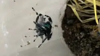 Phidippus regius, jumping spider mating/ accouplement