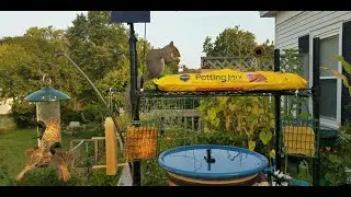 Sunday Morning With the Birds | Backyard Birdwatching Relaxation (49 Minutes)