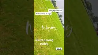 #DSR method paddy 🌾🌾#❣️❣️ farming ❣️