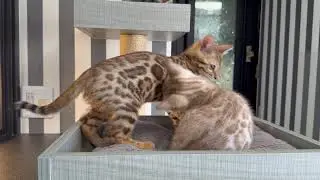 ベンガル子猫ちゃん☆ベンガル猫 ベルアンジュ