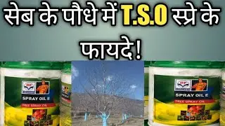 seb ke paudhe mein tso spray ke fayde|tso spray benefits in plants|tso spray in Apple plants|