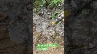 How effective rain on mental wellness #rainsounds #mentalwellness #therapy #emotional #viral #reels