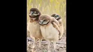 burrowing owl，So funny，#shorts