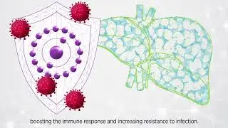 AOXY-2: Potent natural antioxidant and hepatoprotective agent that protects your livestock.