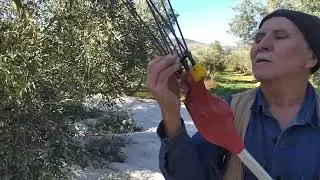 Zeytin hasatında 