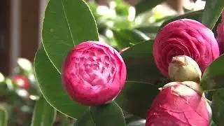 台中新社明月居茶花盛開萬紫千紅吸引台北遊客慕名觀賞