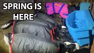 SPRING IS HERE!! / CALVING and MEASURING GRASS