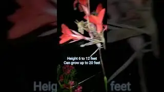 Red Kaner Plant_Nerium Oleander_Complete Information_Green Orchard_Video Credit:Geeta Singh