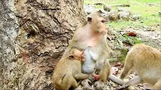 OMG !! Million crying baby monkey , Mom deny milk on her baby monkey , ASMR Grooming
