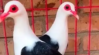 30جوز زاكل أكتاف وكنج استيراد 50 جوز حمام شغال حمام زينه وزاجل وغزار ورومي وكينج وروماني وهزاز