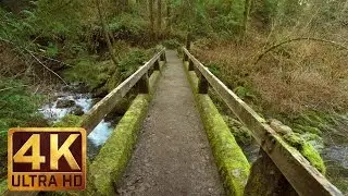Quinault Loop Trail - 4K Rain Forest Virtual Walk with Relaxng Music - Trailer