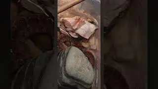 Banded Watersnake?!🐍🐍😱 #shorts #animals #reptiles #snakes #pets